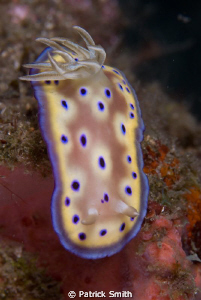 A pretty Nudi in the Lembeh Staits , N. Sulawesi Island . by Patrick Smith 